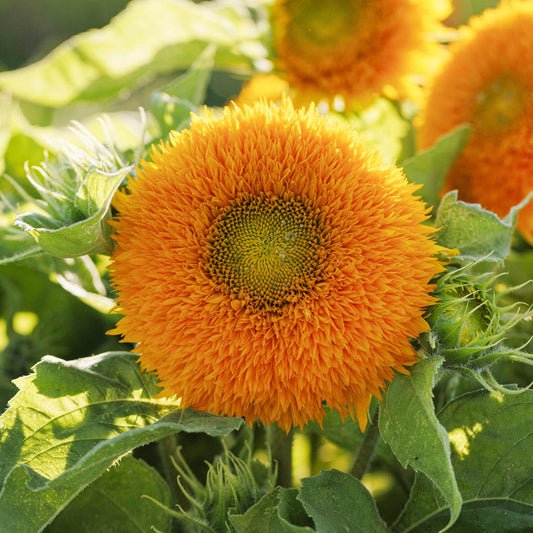Bulk Sunflower Seeds - Dwarf Teddy Bear