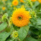 Bulk Sunflower Seeds - Tall Teddy Bear