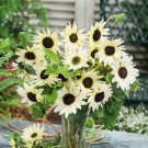 Bulk Sunflower Seeds - Italian White