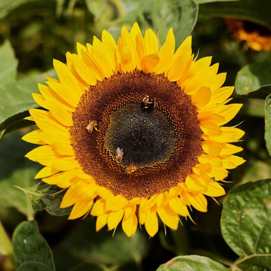 Bulk Sunflower Seeds - Taiyo