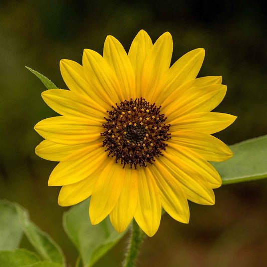 Bulk Sunflower Seeds - Wild
