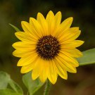 Bulk Sunflower Seeds - Wild