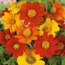 Bulk Mexican Sunflower Seeds - Mix