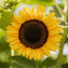 Bulk Sunflower Seeds - Domino