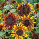 Bulk Sunflower Seeds (Dwarf) - Mardi Gras Blend