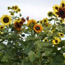 Bulk Sunflower Seeds - Indian Blanket