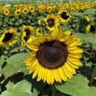 Bulk Sunflower Seeds - ProCut Bril­liance