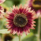 Bulk Sunflower Seeds - Floren
