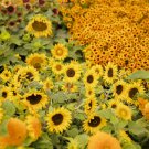 Bulk Sunflower Seeds (Dwarf) - Topolino