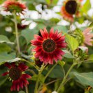 Bulk Sunflower Seeds - Chocolate