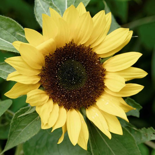 Bulk Sunflower Seeds - Sunset Lemon
