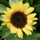 Bulk Sunflower Seeds - Sunset Lemon