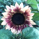 Bulk Sunflower Seeds - ProCut Plum