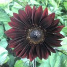 Bulk Sunflower Seeds - ProCut Red