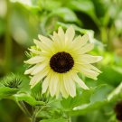 Bulk Sunflower Seeds - Ice Cream