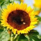 Bulk Sunflower Seeds (Dwarf) - Bambino