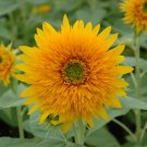 Bulk Sunflower Seeds - Orange Sun