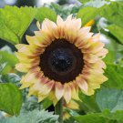 Bulk Sunflower Seeds - ProCut Red Lemon Bicolor