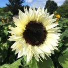 Bulk Sunflower Seeds - ProCut White Nite