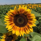 Bulk Sunflower Seeds - ProCut Bicolor (DMR)