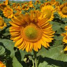 Bulk Sunflower Seeds - ProCut Gold Lite