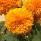 Bulk Sunflower Seeds (Organic) - Goldie F1