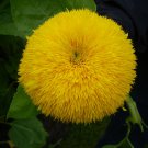 Bulk Sunflower Seeds (Organic) - Golden Bear