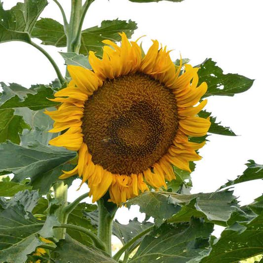 Bulk Sunflower Seeds (Dwarf) - Incredible