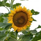 Bulk Sunflower Seeds (Dwarf) - Incredible