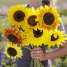 Bulk Sunflower Seeds (Dwarf) - Distino Mix