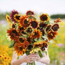 Bulk Sunflower Seeds (Organic) - Autumn Beauty