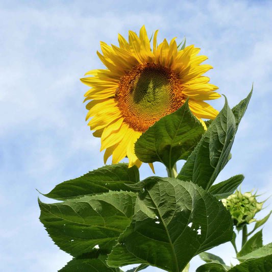 Bulk Sunflower Seeds - Skyscraper