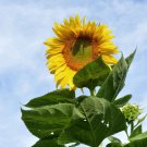 Bulk Sunflower Seeds - Skyscraper