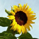 Bulk Sunflower Seeds - Black Russian
