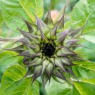 Bulk Sunflower Seeds - SunFill Purple