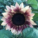 Bulk Sunflower Seeds - Ruby Eclipse