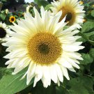 Bulk Sunflower Seeds - ProCut White Lite