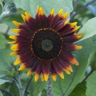 Bulk Sunflower Seeds - Shock-o-Lat