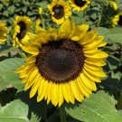 Bulk Sunflower Seeds - ProCut Lemon