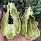 Purple Jiangsu Pepper Seeds