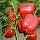 Red Lantern Sweet Pepper Seeds
