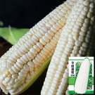 White Sweet-waxy No.358 Corn Seeds