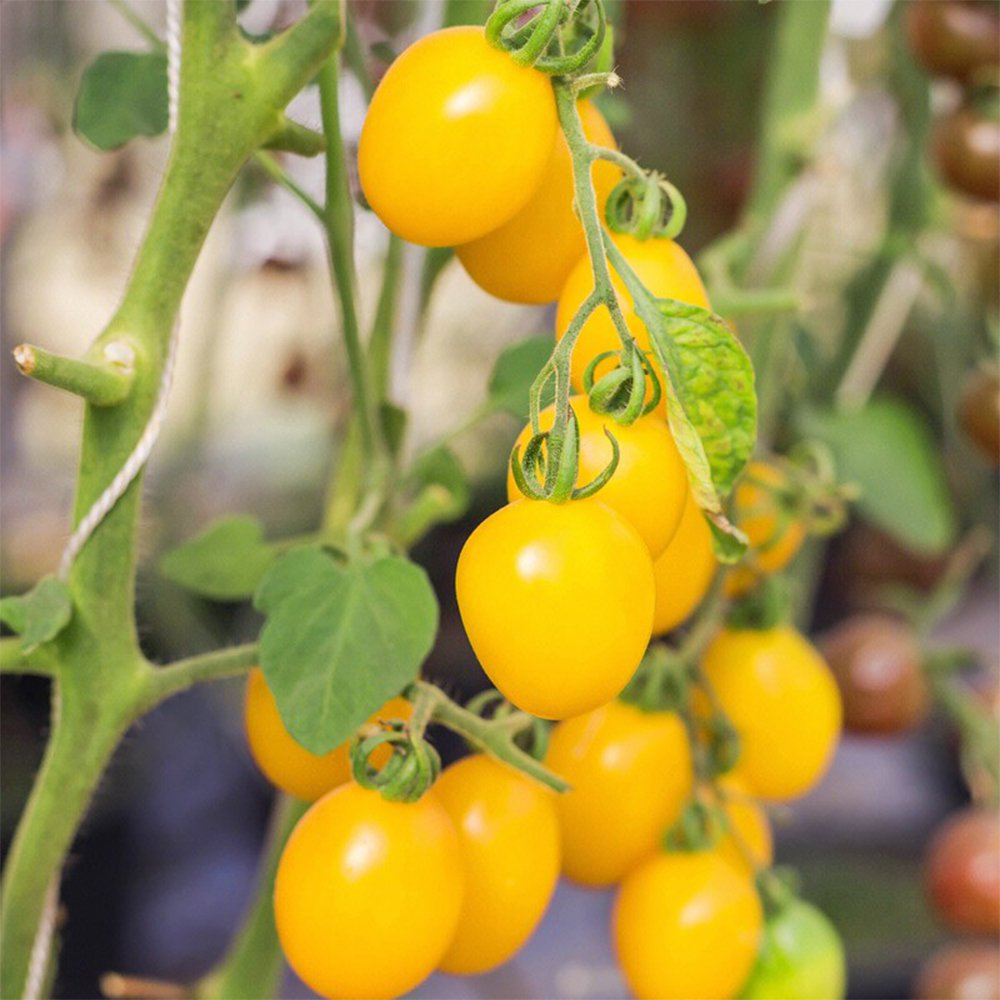 &acirc;��Yellow Millennium&acirc;�� Cherry Tomato Seeds