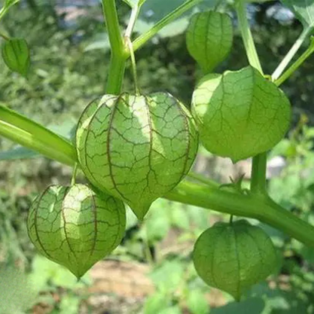 Physalis pubescens, Groundcherry Seeds