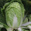 Beijing New No.3 Cabbage Seeds