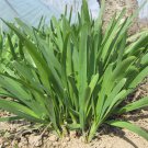 HUAJUN 791 Series Chinese Chives Seeds