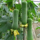 Short Club Flesh Luffa Seeds