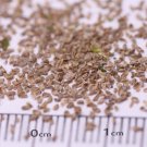 Soft Pink Canterbury Bells Seeds – Elegant, Deer-Resistant Perennials for Pollinator-Friendly Gard