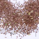 Canterbury Bells Flower Seeds – Vibrant Purple Blooms for Pollinator-Friendly Gardens