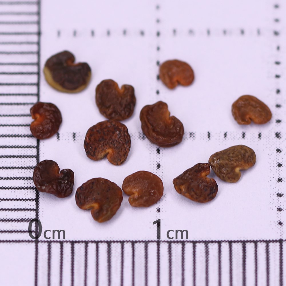 Grow Sturt's Desert Pea &acirc;�� Unique Australian Wildflower Seeds for Arid Gardens
